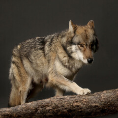 Hybrid aus Wolf und Hund, Studiofoto vor schwarzem Hintergrund