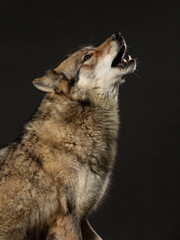 heulender wolf vor schwarzem hintergrund, studiofoto, hybrid: 70% wolf, 30% dog