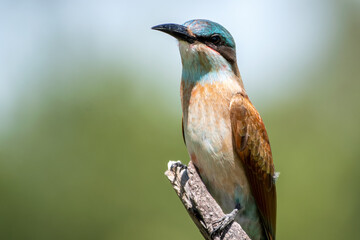 Carmine SouthernBee Eater
