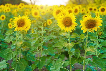 golden Sunflowers field at blooming farm agricultural Summer sunset and bright sun lights background in Thailand