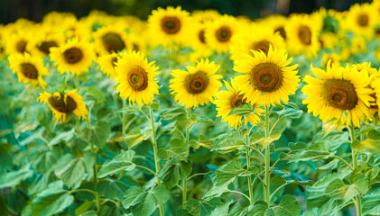 golden Sunflowers field at blooming farm agricultural Summer sunset and bright sun lights background in Thailand