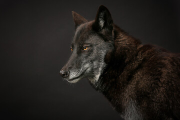 schwarzer Wolf als Portrait, Studiofoto vor schwarzem Hintergrund, Hybrid aus 70% Wolf und 30% Hund
