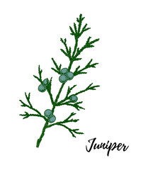 Hand drawn green juniper branch with berries isolated on white background. Vector illustration in sketch style