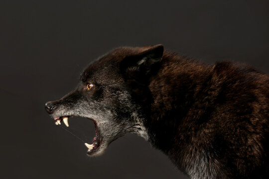 schwarzer Wolf fletscht die Zähne, Studiofoto vor schwarzem Hintergrund, Hybrid aus 70% Wolf und 30% Hund