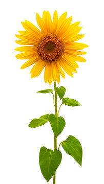Macro photo front view sunflower on white isolated background