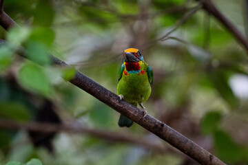 Red - throated Barbet