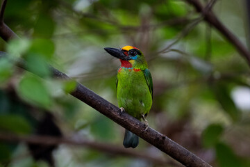 Red - throated Barbet