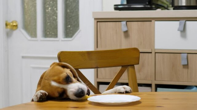 Sneaky dog snatch piece of cheese pie from table, steal food while no one looking. Clever beagle move plate close to mouth by paw and pick up leftover piece of food by jaws