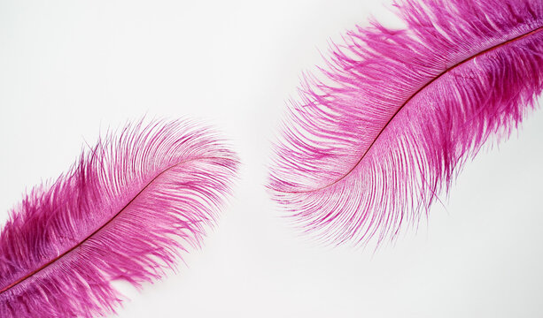 Two Purple Feathers On White Background.