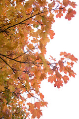 colourful orange red maple leaves against a white background