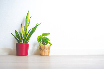 Plants in white space in a minimalist style house