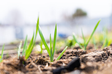 Green sprouts of garlic growing in the ground close up