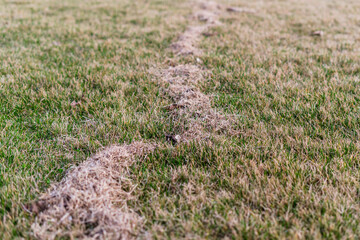 Cleaning the lawn from dry and rotten grass after winter