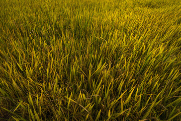 Beautiful golden ear of Thai jasmine rice plant on organic rice field in Asia country agriculture harvest with sunset sky background.