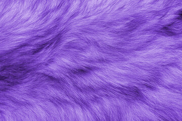 Colorful purple background fur texture