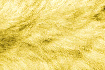 Colorful yellow background fur texture