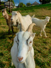 Young goats graze on the mountain. Transcarpathia