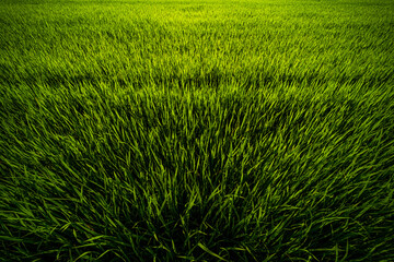 Rice field green grass with field cornfield or in Asia country agriculture harvest with daylight background.