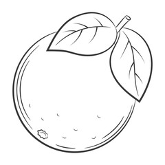 Orange, grapefruit, bergamot, citrus,fruit in a linear style. Black and white vector decorative element, drawn by hand.