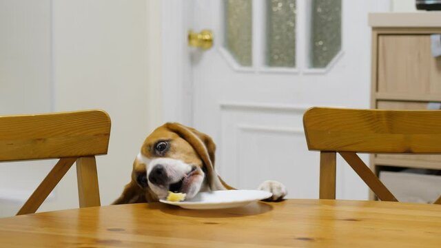 Dog steals piece of food left on the table when no one looking. Beagle stand up on hind legs, use front paw to pull plate to edge and pick up little leftover or snack, barely chew and swallow it