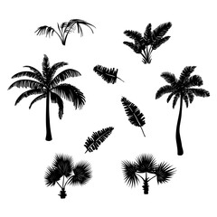 Silhouette palm leaves drawn. White background. Nature landscape. Banana leaves. Vector illustration design.
