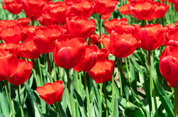Obraz premium beautiful red and large tulpan on the background of other tulips