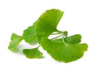 Gingko biloba leaves on white background