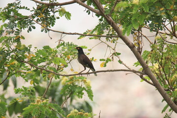 Common birds in Bangladesh