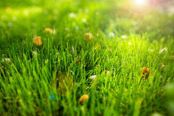 green grass in the morning