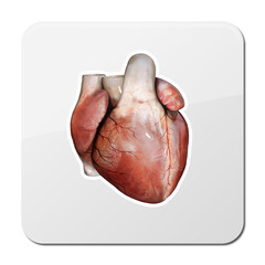 Heart anatomy icon, cardiology concept. medical health care symbol of an inner cardiovascular organ, Realistic human internal organ,3d and 2d