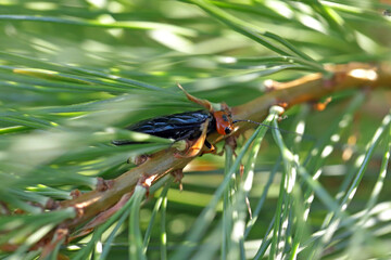 Red-headed pine sawfly or the pine false webworm (Acantholyda erythrocephala) sawfly in the family Pamphiliidae native to Europe introduced into North America where it has become invasive. Pines pest.