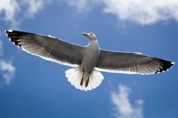 A yellow-legged gull in flight