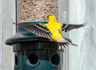 American goldfinch at feeder