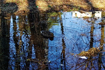duck swim in a small pond near the trees