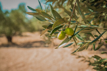 Close up shot of green olives growing on tree branch