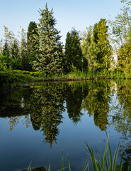Fototapeta premium Reflection of evergreens in mirror-clear water of magical garden pond. Blue spruce and evergreens on stone shore are reflected in water. Atmosphere of relaxation, tranquility and happiness.