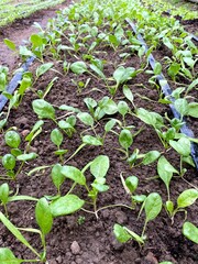 Growing spinach. Spinach growing in open ground close-up.