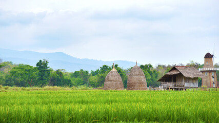 Small hut in rice farm,Thailand country rice farm