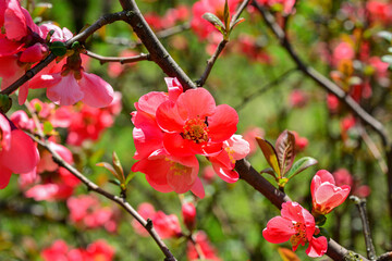 Naklejka na ściany i meble Flowers of henomeles in spring in the garden. Close-up