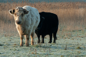 black and white cow