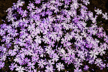 Phlox subulata - creeping phlox, moss phlox, moss pink, or mountain phlox