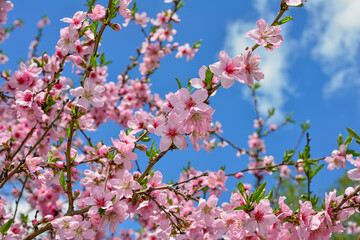 fresh spring background - soft blossom of peach tree