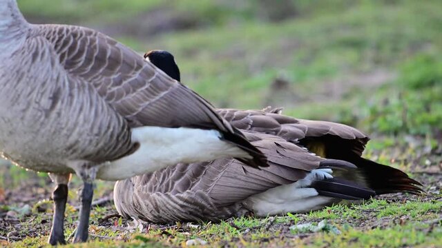 Canada goose female  warming her goslings under the feathers, spring,  (branta canadensis), germany