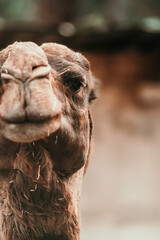 Camel looking at the camera