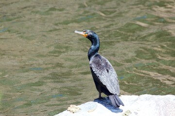 cormorant on a shoreside rock