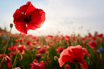 Beautiful summer day. Red poppy field.