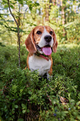 Cute bigle dog hunting in summer forest.