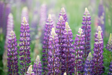 The beautiful world is beautiful in the purple lupine meadow