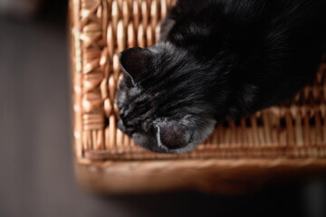 Adorable little scottish black tabby cat.