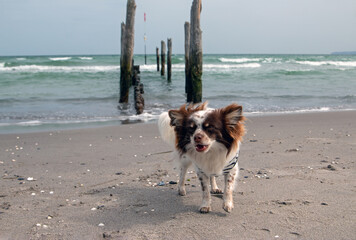 Chihuahua mit maritimen T Shirt am Strand von Juliusruh Insel Rügen